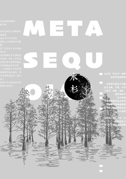0315-早安，亡灵(郑萱)(图文)7.水杉.jpg