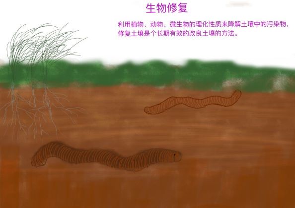 0387-能源、生活与绿色发展不可分割(张奕玮)(图文）4生物修复.jpg