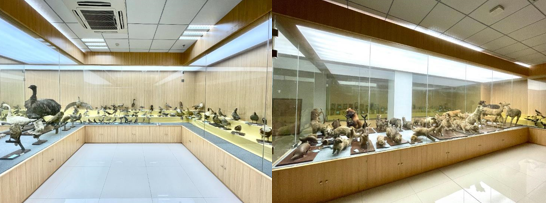 1、杭州师范大学动物标本馆.png