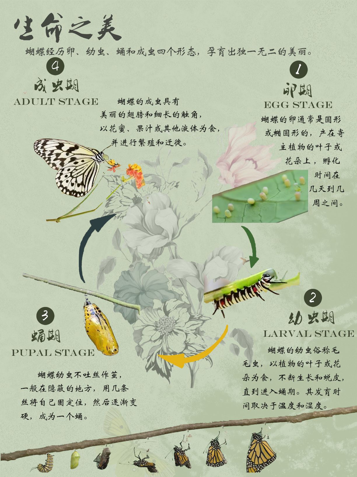 0276-蝶美岂止形色(赵贤、朱致远)(图文)3.生命之美.jpg