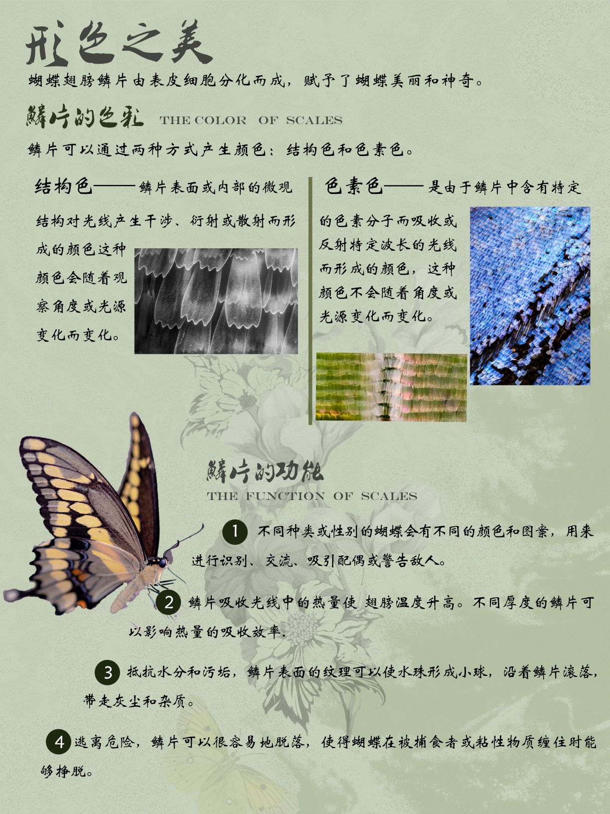 0276-蝶美岂止形色(赵贤、朱致远)(图文)4.形色之美.jpg